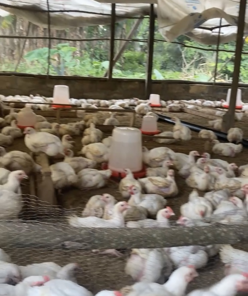6 weeks chicken